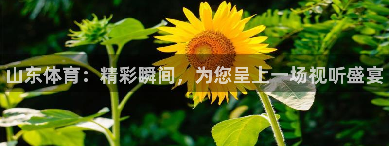 51视频在线直播nba：山东体育：精彩瞬间，为您呈上一场视听盛宴